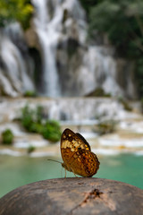 Butterfly at Kouang Si Waterfall Laos Asia