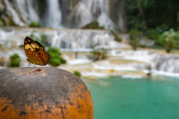 Butterfly at Kouang Si Waterfall Laos Asia