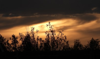 Mood in the sunset over trees