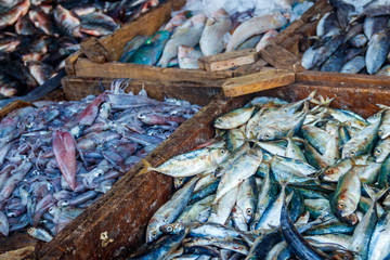 Fresh raw seafood in the fish market