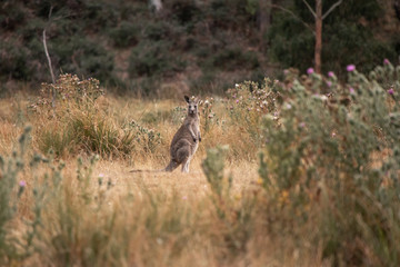 Känguru zwischen Gras und Sträuchern