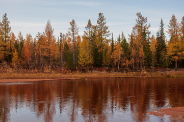 Yellow river slow flowing across the fall forest with reflections of  trees such as pine, birch, larch and grass in the water. Autumn on the north with blue sky above. Brown sand banks