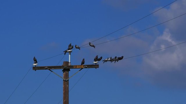Pigeons on a high voltage power line