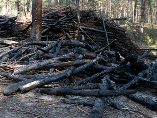 Stack of burnt sticks, logs and twigs in the forest. Burned pine tree. Sunny day.