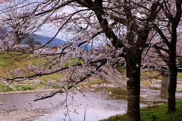 春　さくら　川　道　橋　杤木　風景