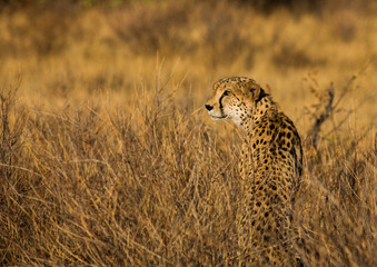 Cheetah looking for prey