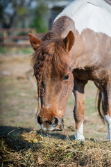 Small pony with braid eats hay in spring