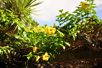バリ島の黄色い花	