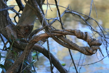 twisted tree branch