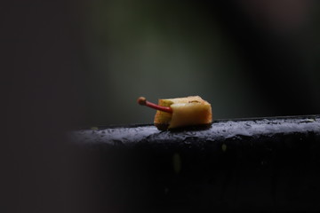 apple Portion