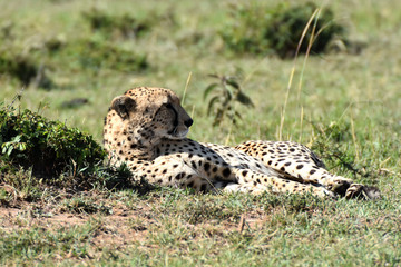 Fototapeta na wymiar Cheetah in Maasai Mara, Kenya