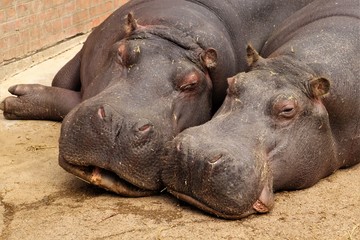 Two hippos lie on the ground.