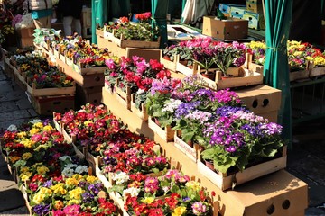 Potted flowers at the street market.