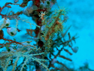 The amazing and mysterious underwater world of Indonesia, North Sulawesi, Manado, sea horse