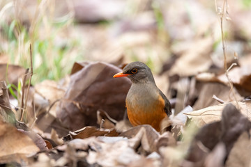 Abyssinian thrush (Turdus abyssinicus) is a passerine bird in the family Turdidae. Ethiopia, Gondar, Africa safari wildlife