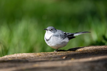bird mountain wagtail (Motacilla clara), also known as the long-tailed wagtail or grey-backed wagtail. Wondo Genet, Ethiopia Africa safari wildlife