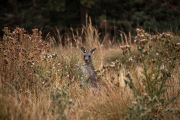 Känguru zwischen Sträuchern