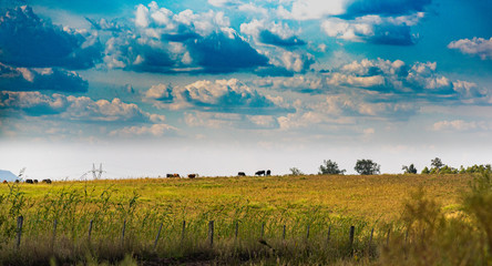 Livestock fields and rain clouds in southern Brazil