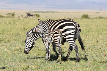 Fototapeta na wymiar Baby zebra in Maasai Mara, Kenya