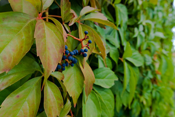 grape harvest prague castle czech