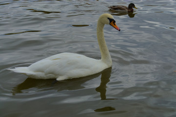swan swin vltava river prague