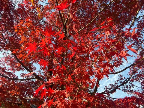 red maple leaf beautiful  japan