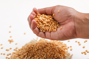 pigeon pea also known as toor dal in hand