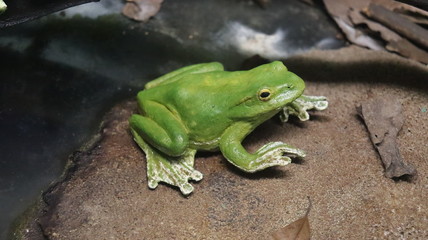 A green frog sitting near the pond.