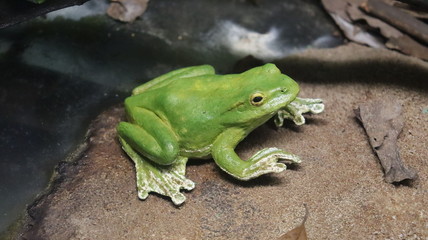 A green toad sitting near the pond.