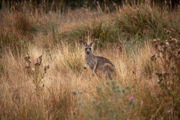 Känguru sitzt im Gras