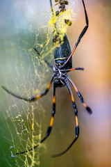 Araignée Néphila inaurota dans les hauts de la Réunion