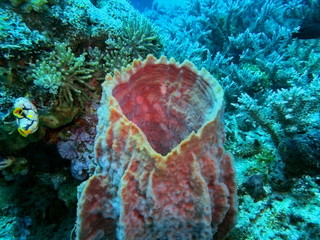 The amazing and mysterious underwater world of Indonesia, North Sulawesi, Manado, sea sponge