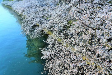 大阪・桜ノ宮の桜
