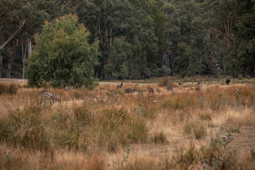 Fototapeta na wymiar Landschaft mit australischen Wildtieren
