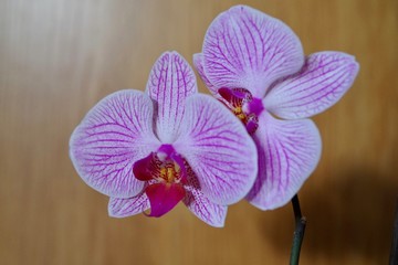 Obraz premium Orchidee