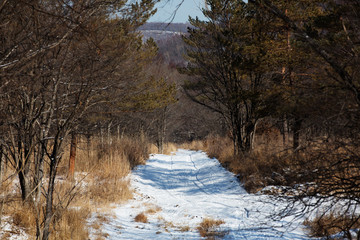 Beautiful landscape. A beautiful snowy forest road goes into the distance. Forest road passes by tall coniferous trees.