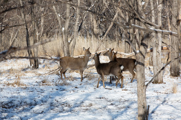 Leopard Land National Park. A beautiful red deer looks at the camera in the middle of a snowy forest. Wild forest deer.