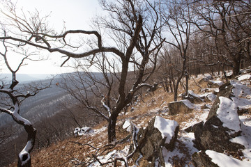 Leopard Land National Park. Beautiful view of the snowy valley from the height of the leopard trail. Gnarled oaks grow on a sloping cliff.
