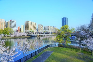 大阪・桜ノ宮の桜