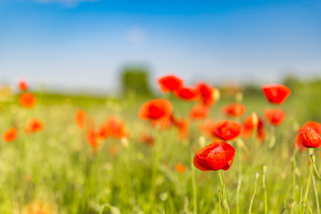 Blooming red poppies on field against the sun, blue sky. Wild flowers in springtime. Dramatic day and gorgeous scene. Wonderful image of wallpaper. Explore the world's beauty. Artistic picture.