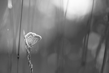 Obraz na płótnie Canvas Abstract nature close-up, macro, black and white butterfly on grass line with blurred meadow, soft sunlight over spring summer nature