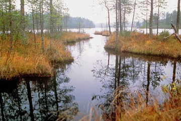 The floating islands. Kostomuksha nature reserve. Karelia
