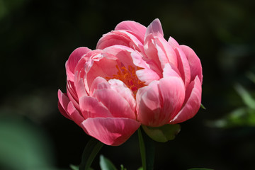 Beautiful single pink peony with green leaves in the background growing in the perennial cottage garden.