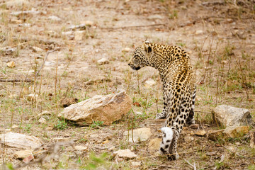 Leopard (Panthera pardus)