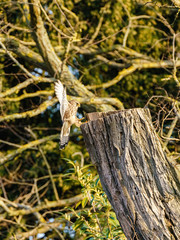 Common Kestrel (Falco tinnunculus) landing on a tree stump, in England