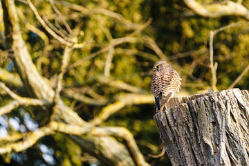 Common Kestrel (Falco tinnunculus) perched on a tree stump
