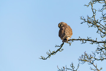 Common Kestrel (Falco tinnunculus) perched in bush looking back over it's shoulder, taken in the UK