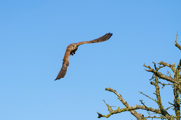 Common Kestrel (Falco tinnunculus) taking off from a bush, taken in the UK