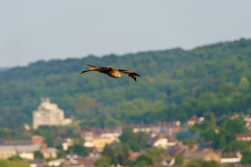 Red Kite (Milvus milvus)