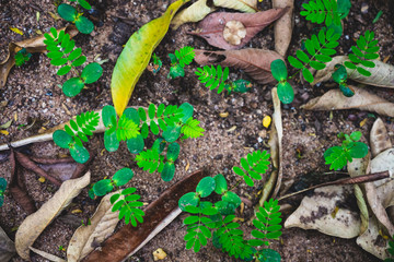 Albizia lebbeck sapling